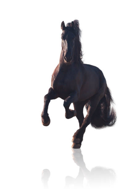 gros galliping de cheval frison noir isolé sur fond blanc - horse black stallion friesian horse photos et images de collection