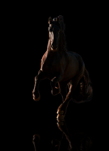 Grande Negro Friesian Caballo Galliping Aislado Sobre Fondo Negro Foto de stock y más banco de imágenes de Caballo - Familia del caballo - iStock Grande Negro Friesian Caballo Galliping Aislado Sobre Fondo Negro Foto de stock y más banco de imágenes de Caballo - Familia del caballo - iStock