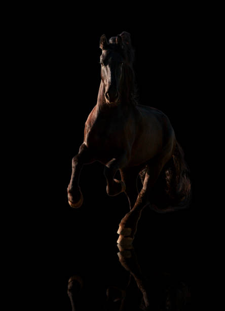 большой черный фризский конь галлипинг изолированы на черном фоне - black course стоковые фото и изображения