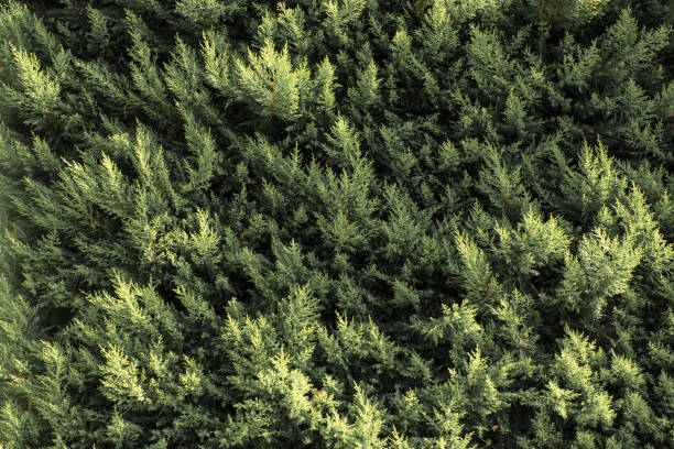 istock Part of a tree and leaves as background texture 902297882