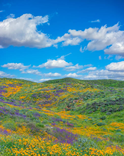 istock Springtime California Golden poppies with rolling hills Antelope Valley, CA (P) 902297984