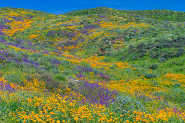 istock Springtime California Golden poppies with rolling hills Antelope Valley, CA (P) 902300148