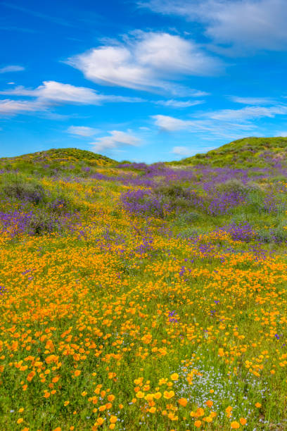 istock Springtime California Golden poppies with rolling hills Antelope Valley, CA 902300176