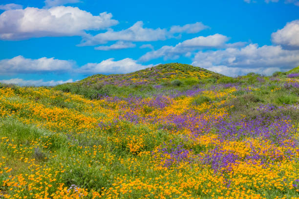 wiosna california złote maki z wzgórz antelope valley, ca - poppy field flower california golden poppy zdjęcia i obrazy z banku zdjęć