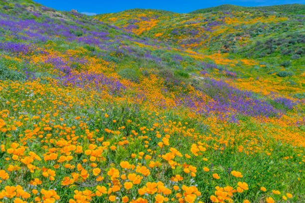 istock Springtime California Golden poppies with rolling hills Antelope Valley, CA (P) 902300226
