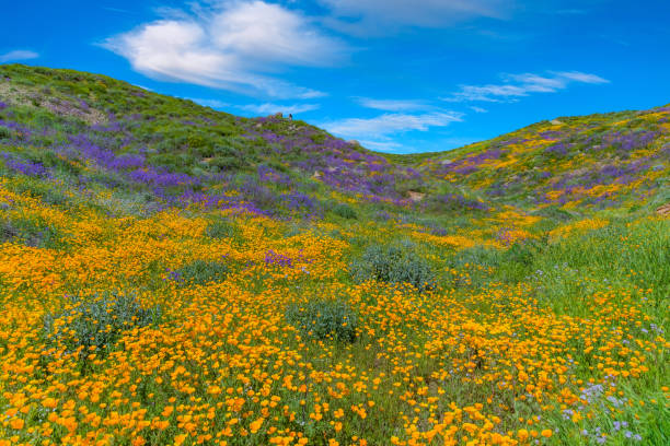 istock Springtime California Golden poppies with rolling hills Antelope Valley, CA 902300262