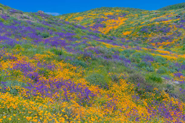 springtime california złote maki z wzgórz antelope valley, ca (p) - poppy field flower california golden poppy zdjęcia i obrazy z banku zdjęć