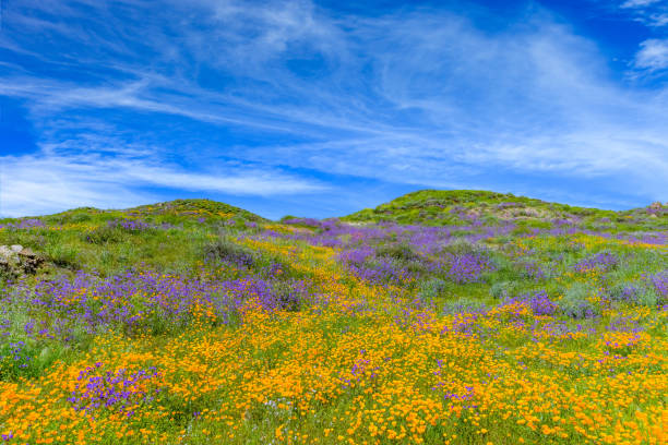 istock Springtime California Golden poppies with rolling hills Antelope Valley, CA 902300342