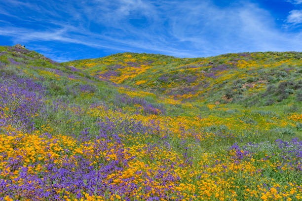 istock Springtime California Golden poppies with rolling hills Antelope Valley, CA 902300378