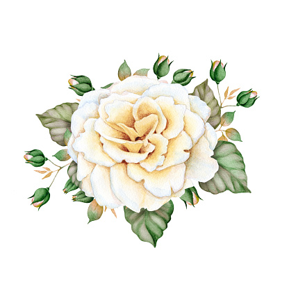 Hand drawn watercolor floral arrangement isolated on white background. Great start for wedding cards