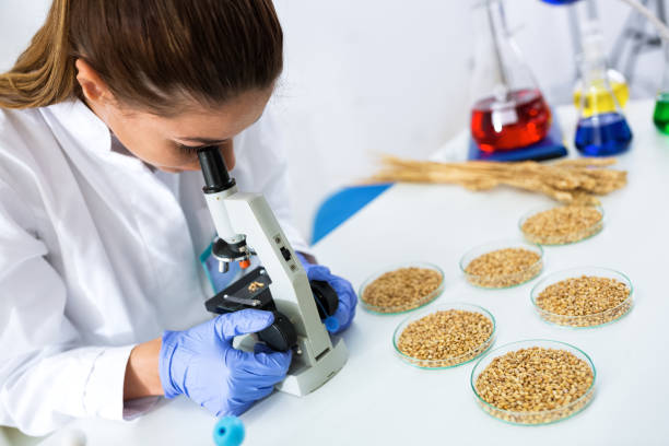 istock Young female scientist inspecting quality wheat 902302806