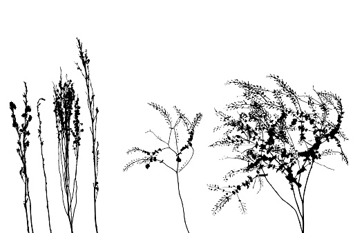 Dry weeds in silhouettes