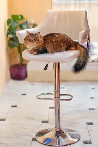 purebred cat is lying white bar stool in an elegant interior stock photo