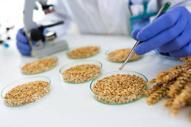 cientista, levando trigo com pincette no laboratório de investigação alimentar - microbiology analyzing laboratory scrutiny - fotografias e filmes do acervo