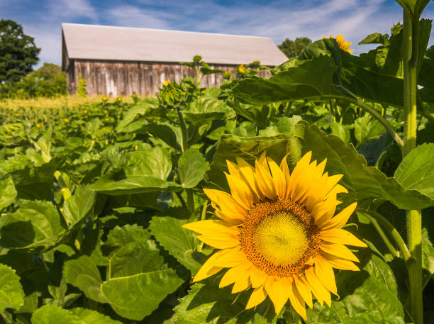 istock Sunflower in the Barnyard 902303920