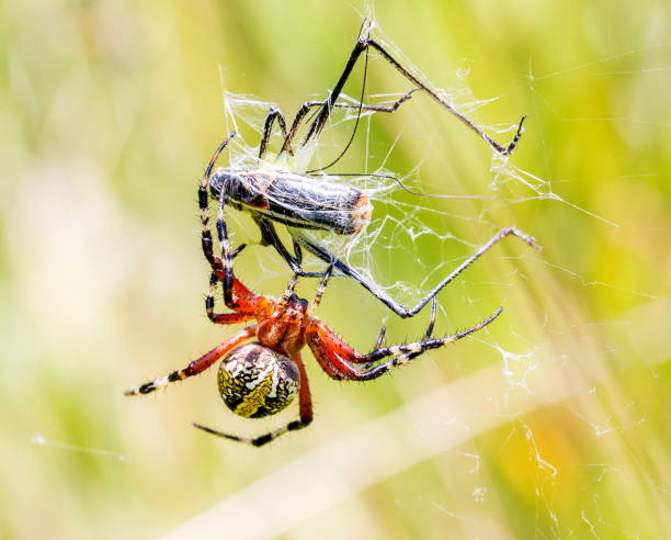 istock Banded garden or golden orb weaver spider. 902304232