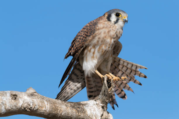 istock American Kestrel Standing On Its Right Foot 902307060