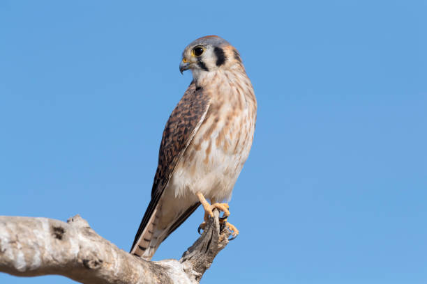 istock American Kestrel Looking Right Over Its Shoulder 902307082