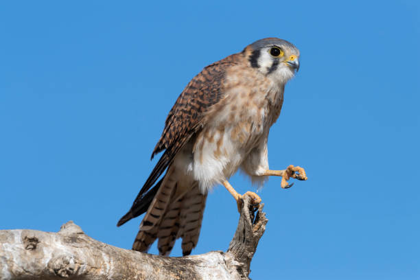 istock American Kestrel with Its Left Foot Raised 902307146