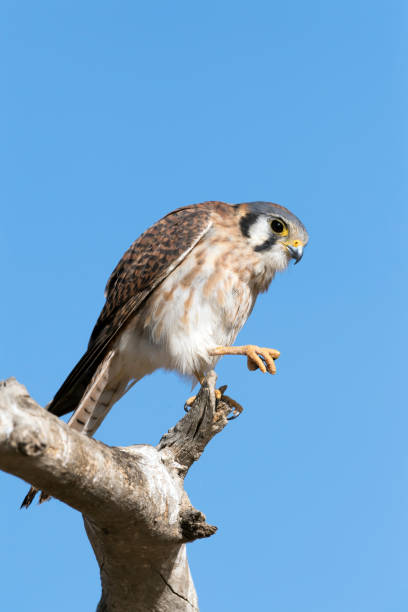 istock American Kestrel with Right Foot Raised 902307220