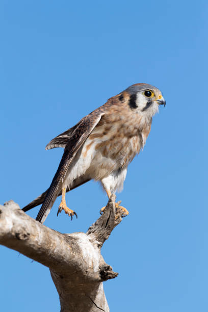 istock American Kestrel Standing On One Foot 902307230