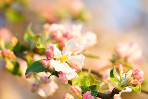 istock White blossom flower and pink bud on a apple tree branch 902307400