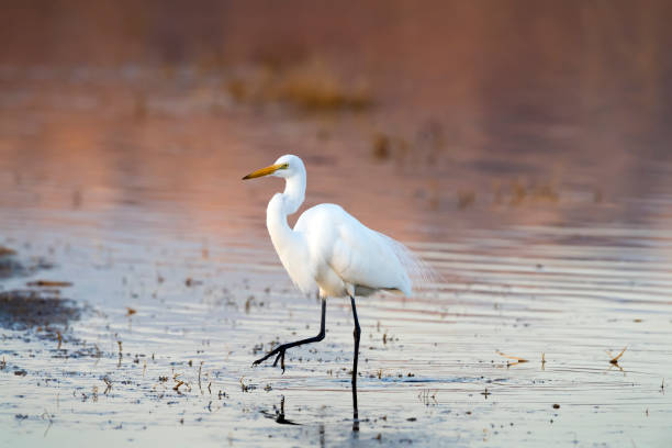 istock Great Egret at Sunset with Foot Raised 902307436