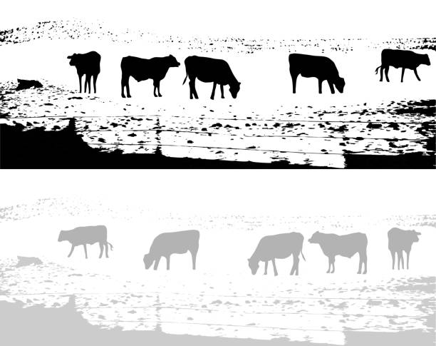 illustrations, cliparts, dessins animés et icônes de vache champ grunge - farm winter field fence