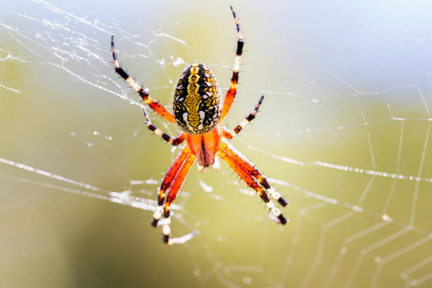 istock Banded garden or golden orb weaver spider. 902307800