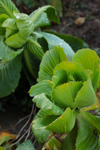 Cabbage head on a field