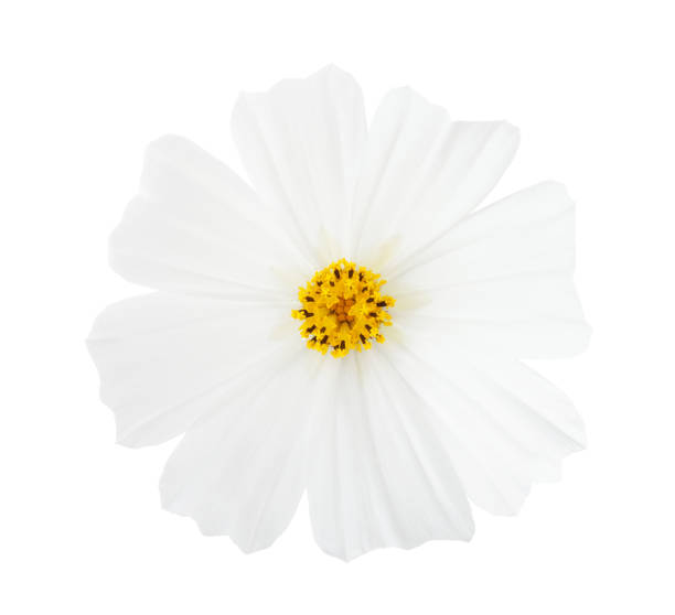 istock Cosmos flower isolated on white background. Garden Cosmos. 902312964