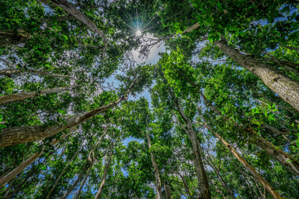 istock Jozani Forest, Zanzibar, Tanzania 902313374