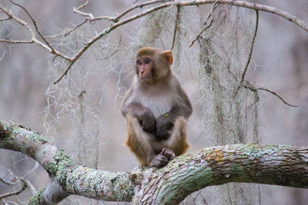 istock Rhesus Macaque Monkey in Silver Springs, Florida 902313684
