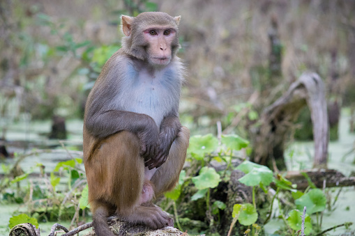 Macaco Macaque en Silver Springs, Florida photo