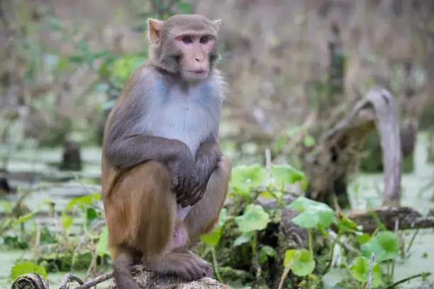 A monkey sits on the edge of the swamp along the Silver River in Ocala, Florida.