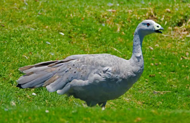 Visited the Salt-an of Catan Creek in South Australia to see his fauna parks.