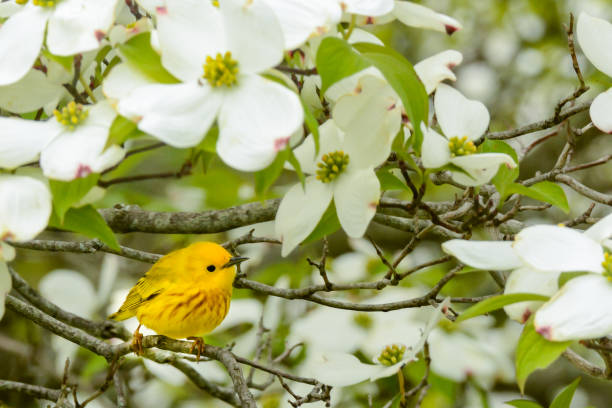 Yellow Warbler in spring A Yellow Warbler perched in a dogwood tree. dogwood trees stock pictures, royalty-free photos & images