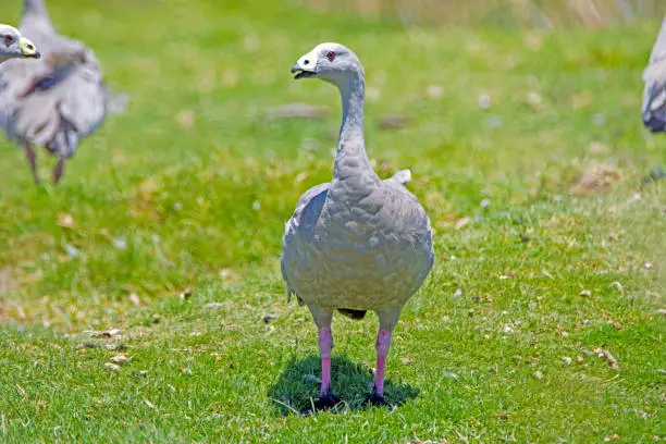 Visited the Salt-an of Catan Creek in South Australia to see his fauna parks.