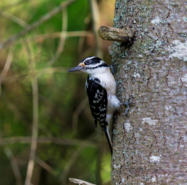 Downie Bilder und Stockfotos iStock