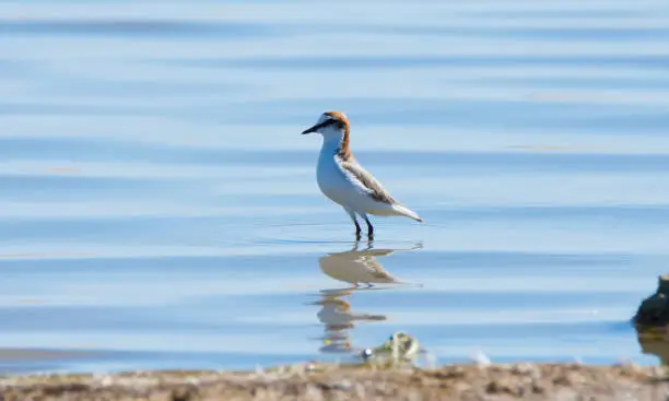 Visited the Salt-an of Catan Creek in South Australia to see his fauna parks.