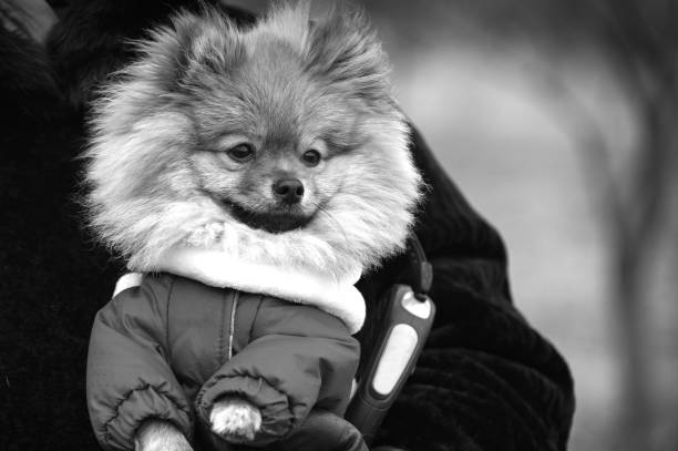 Domestic puppy is resting on sidewalk.\nCopenhagen - Denmark.