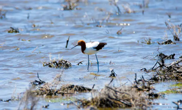 Visited the Salt-an of Catan Creek in South Australia to see his fauna parks.