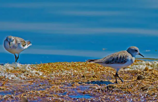 Visited the Salt-an of Catan Creek in South Australia to see his fauna parks.