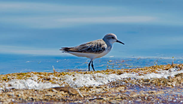 istock Salt-an of Catan Creek 902322866
