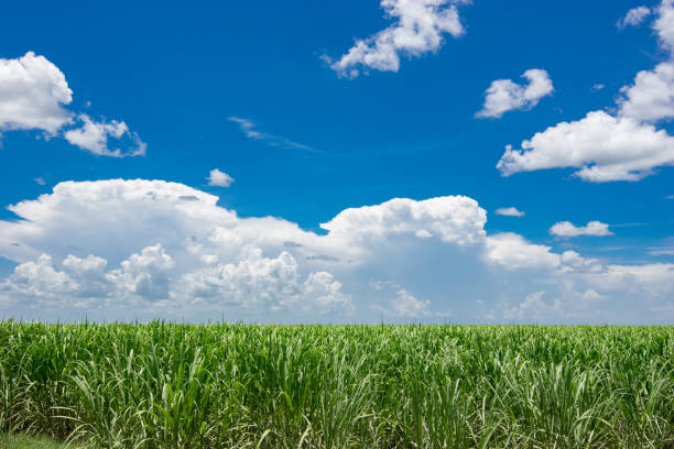 Beautiful sugarcane field located in the Caribbean in Barbados.