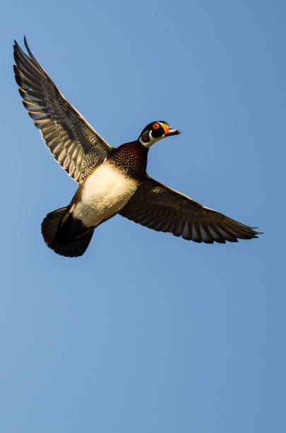 istock Lone Wood Duck Flying in a Blue Sky 902328432