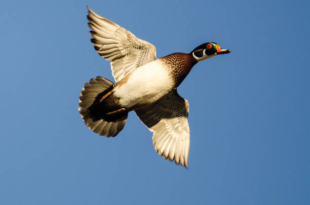 istock Lone Wood Duck Flying in a Blue Sky 902328440