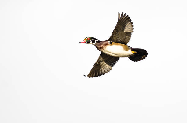 istock Male Wood Duck Flying on a White Background 902328452