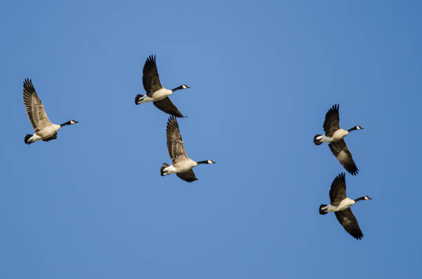 istock Flock of Canada Geese Flying in a Blue Sky 902328602