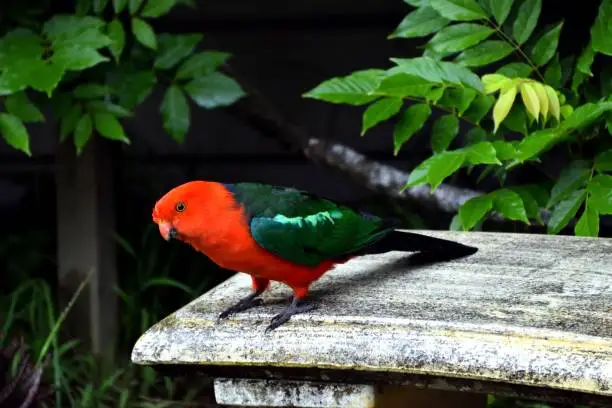 A king parrot on a stone bench